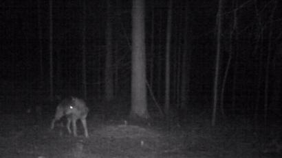 Bild: Privat
Eine Fotofalle hat im östlichen Landkreis Tirschenreuth Meister Isegrim abgelichtet. Das Landesamt für Umwelt bestätigt, dass es sich auf diesem Bild um einen Wolf handelt.