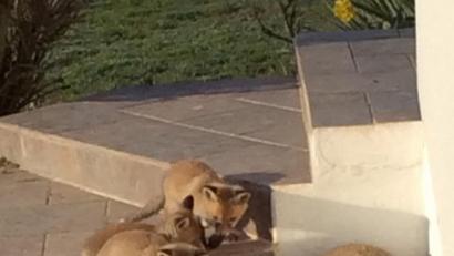 Bild: exb
Das tägliche Bild: Die kleinen Füchse krabbeln am frühen Morgen auf den Terrassenstufen herum.