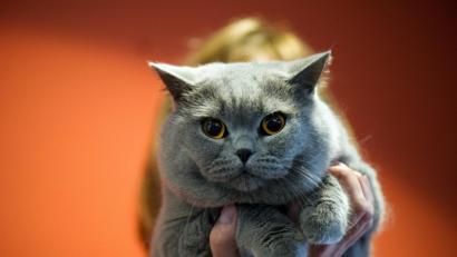 Bild: Arno Burgi dpa
Britisch-Kurzhaar-Katze Berny vom Rosenpavillon.