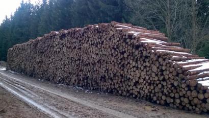 Bild: Michael Forster
Während im Stadtwald Schönsee im Jahr 2018 der Hiebsatz erfüllt wurde, ist aufgrund des niedrigen Holzpreises für 2019 kein regulärer Holzeinschlag mehr geplant. Förster Markus Forster wies bei der Stadtratssitzung außerdem auf Berge von Schadholz, aufgrund Schneebruch und Frühjahrsstürmen hin.