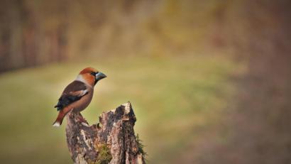 Bild: exb/Willi Krieger
Der Kernbeißer ist der größte heimische Fink.