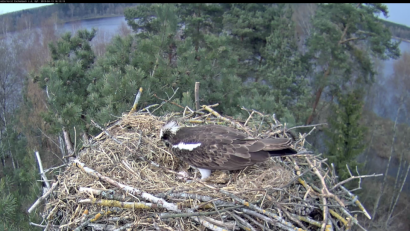 Screenshot: Martin Gottsche
Das erste Adler-Ei im Jahr 2019 ist da.