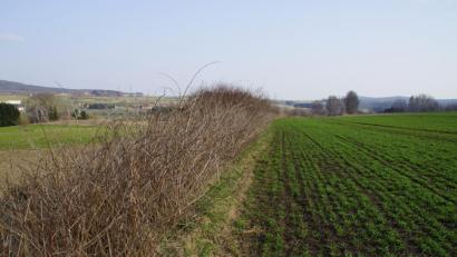 Bild: mmj
Nicht nur die Waldkalkung wird von der öffentlichen Hand unterstützt. Auch eine Förderung zur Erneuerung von Hecken (Foto) und Feldgehölzen über das Kulturlandschaftsprogramm trägt zum Landschaftsschutz bei. Informationen dazu erhielten die Jagdgenossen bei ihrer Jahreshauptversammlung.