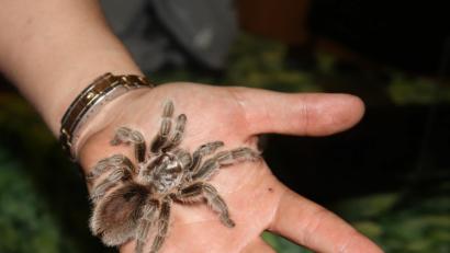 Bild: mfh
.Grammostola Rosea, die Rote Chile-Vogelspinne, darf auch gestreichelt werden.