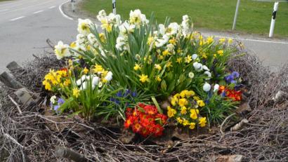 Bild: dob
Blühende Osternester heißen die Besucher der Pfalzgrafenstadt an den Ortseingängen willkommen. Kokett strecken die blühenden Schönheiten ihre Köpfchen entgegen.