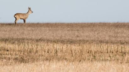 Bild: Julian Stratenschulte
Ein Rehbock steht auf einem Stoppelfeld. Foto: Julian Stratenschulte/Archivbild
