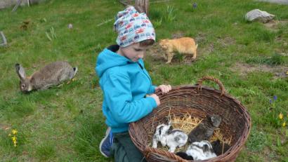 Bild: dob
Während Simon Uschold nur mehr Augen für seine zehn kleine Häschen hat, sichert sich die Hasenmutter "Schnuffine" die ersten frischen Gräschen. Das Kätzchen "Tiger" schleicht ebenfalls eifersüchtig um den Hasenkinderkorb.