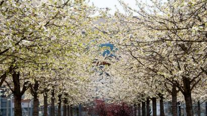 Bild: Alexander Unger
Frühling an der OTH Amberg-Weiden.