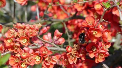 Bild: rn
Die großen, offenen Blüten der Quitte sind ein beliebtes Ziel von Bienen und Hummeln.