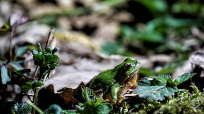 Bild: Markus Raum
Eine Seltenheit: Der Laubfrosch, einer der kleinsten Froschlurche in unserer Heimat. Markus Raum hat den Winzling an einem kleinen Weiher bei Freudenberg fotografiert.