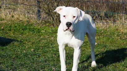 Bild: Beate-Josefine Luber
"Hans Dampf" hat nun ein festes Zuhause im Hundezentrum von Gerd Schuster in Weiltingen im mittelfränkischen Landkreis Ansbach.