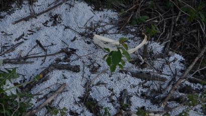 Bild: dob
Der Katzenbesitzer kippt seit Monaten die Katzenstreu seines Vierbeiners einfach neben einem Baum am Feldrand im Bereich Eglseeweihergebiet.