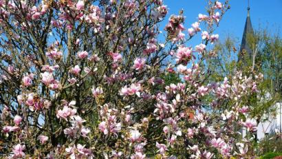 Bild: do
Magnolienbaum in Weiß und Rosa.