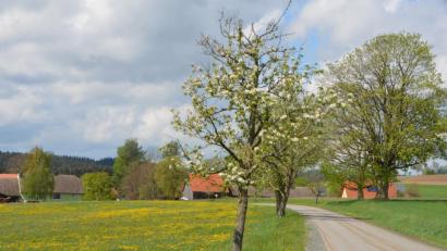 Bild: dob
Die Pflege des Obstbaumlehrpfads rund um Kößing ist eine der Hauptaufgaben des Obst- und Gartenbauvereins Pfreimdtal in Böhmischbruck. Alljährlich werden die Bewohner im Frühling mit einer herrlichen Blütenfülle belohnt.