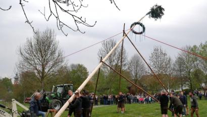 Bild: gz
Die Festburschen erproben beim Maibaumaufstellen mit Schwalben ihre Stärke. Der Baum grüßt wegen der Straßenbauarbeiten am Tillyplatz vom idyllischen Kurpark aus.