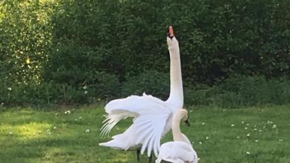 Bild: ge
Der Hals ist gereckt, die Flügel schlagen: Jetzt ist es Zeit, sich zurückzuziehen und die Schwanenfamilie in Ruhe zu lassen.