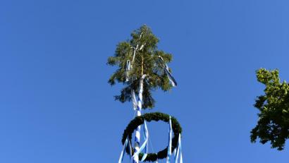 Bild: rgr
Die Freiwillige Feuerwehr Grafenwöhr stellt zum 40. Mal den Maibaum auf.
