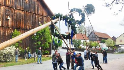 Bild: hai
Der Maibaum in Guttenthau.
