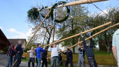 Bild: bey
Viele Helfer wuchten den Maibaum in die Höhe.