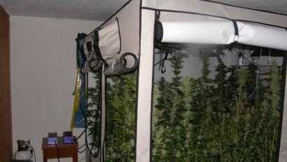 Bild: Polizeistation Waldmünchen
Marihuanaplantage in einer Wohnung in Tiefenbach.