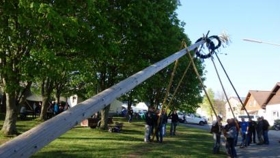 Bild: fjo
Drei Schwalbenpaare genügten, um den frisch geschmückten Maibaum für Frankenreuth sicher in die Höhe zu bringen.