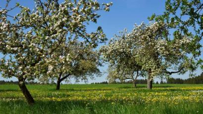 Bild: Moser
Die Blüten der Apfelbäume leuchten, wenn die Sonne scheint.