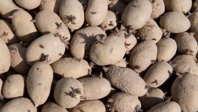 Bild: Julian Stratenschulte
Vorgekeimte Kartoffeln liegen in einer Kiste. Foto: Julian Stratenschulte/Archivbild