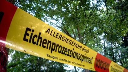 Symbolbild: Alexander Unger
Er ist ein Plage und vor allem sehr gefährlich. Demnächst tritt der Eichenprozessionsspinner wieder in sein drittes Larvenstadium ein und wird richtig gefährlich für Mensch und Tier. Über die Behandlung der Hinterlassenschaften der brandgefährlichen Motto gibt es jetzt eine Diskussion.