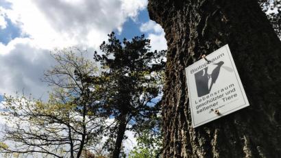 Bild: Gabi Schönberger
Im Stadtgebiet wurde bisher zehn Bäume mit der neuen "Biotopbaum"-Plakette gekennzeichnet.