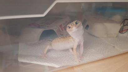 Bild: Kerstin Fischer
Leopardgecko Hurricane musste ein paar Wochen in einer Quarantänebox wohnen. Nur so kann sichergestellt werden, dass er auch gesund ist und in ein Terrarium mit anderen Geckos kann.