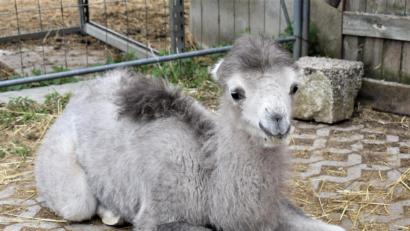 Bild: rgr
Ein Kamel von Philipp Wächter-Sperber hat Nachwuchs bekommen: Das Kamelbaby Mogli.