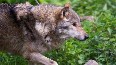 Archivbild: Christophe Gateau
Ein Wolf läuft über eine Wiese.