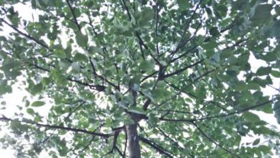 Bild: Gabi Schönberger
Mobile Bewässerungssysteme bringen Jungbäume durch den trockenen Sommer.