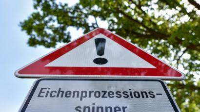 Bild: Patrick Pleul/dpa
Immer öfter müssen öffentliche Grünanlagen, Parkplätze und Waldgebiete gesperrt werden, weil sich die Raupen des kleinen Nachtfalters dort breit gemacht haben.