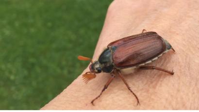 Bild: Karin Hofmann
Maikäfer in Sulzbach-Rosenberg