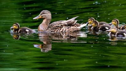 Bild: Peter Steffen
Eine Ente schwimmt mit ihren Küken im Wasser. Foto: Peter Steffen/Archiv