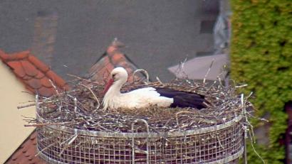 Bild: Webcam Stadt Weiden
Der Storch im Horst auf dem Alten Schulhaus brütet etwas aus. Fünf Eier an der Zahl, meint Storchenhorstbetreuerin Helga Bradatsch. Das wäre ungewöhnlich viel Nachwuchs für die Vögel.