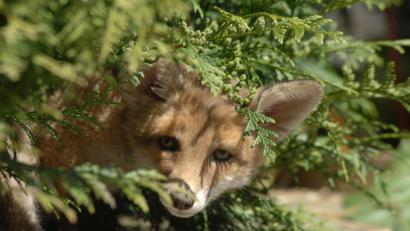 Bild: Weiss
Ein Fuchs könnte in Freudenberg für einen Wolf gehalten worden sein.