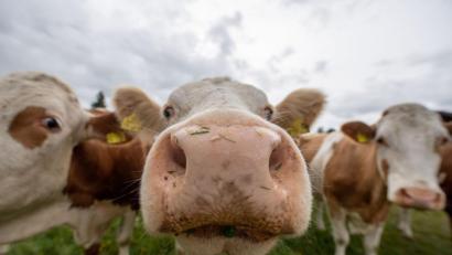 Bild: Lino Mirgeler
Kühe stehen auf einer Weide und reagieren auf die Kamera des Fotografen.