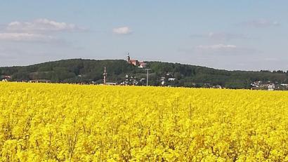 Bild: Carmen Oeder
Rapsfeld mit Blick auf den Mariahilfberg in Amberg.