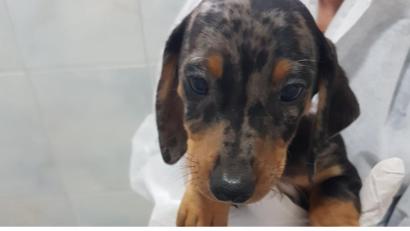 Bild: Tierheim Wunsiedel-Breitenbrunn
Diese Hunde gehören zu den insgesamt 27 Welpen, die die Bundespolizei in der Nacht zu Montag auf der A 6 bei Waidhaus in einem Kastenwagen entdeckte.