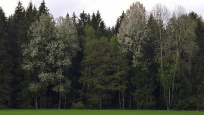 Bild: rpp
Die Weiden stehen derzeit überall in weiß-grauem Kleid in der Landschaft.