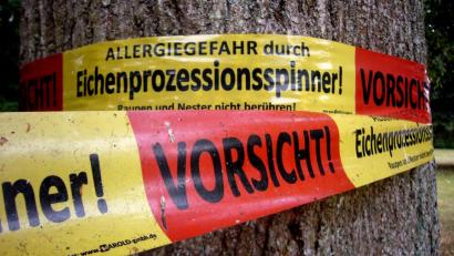 Bild: Alexander Unger
Der Eichenprozessionsspinner sorgt auch in Hirschau für große Probleme.