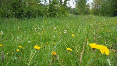 Bild: bl
Löwenzahn, der hier auf der Wiese an der Schwarzach in Neunburg für gelbe Farbtupfer sorgt, zählt nicht gerade zu den seltenen Arten. Auf einer richtigen Feuchtwiese oder auf einem Magerrasen wäre mehr Vielfalt geboten. Die Stadt versteht das Volksbegehren zur Artenvielfalt als Weckruf und will zumindest ein Scherflein beitragen.