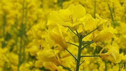 Bild: Reinhold Wurm
Leuchtend gelb blühendem Raps begegnet man momentan vielerorts im Landkreis Amberg-Sulzbach. Reinhold Wurm hatte bei einem Spaziergang aber einen Blick fürs Detail - und ein Bild des Tages.