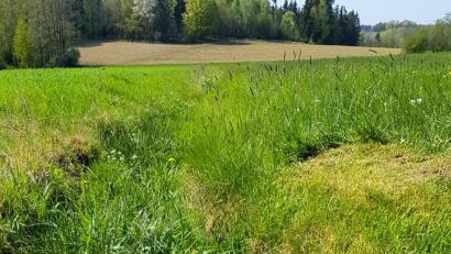 Bild: mef
Sumpfdotterblume