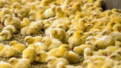 Bild: Jens Büttner
Wenige Tage alte Küken stehen in einem Hähnchenmastbetrieb. Im Streit um das Töten von Millionen männlichen Küken jedes Jahr hoffen Tierschützer auf einen Sieg vor dem Bundesverwaltungsgericht in Leipzig.