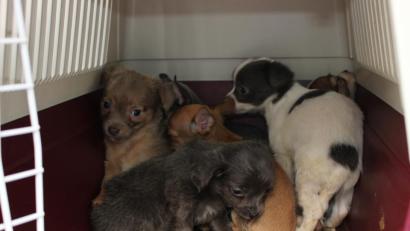 Bild: exb
Sechs Chihuahuas sollten von Tschechien nach Frankreich gebracht werden.