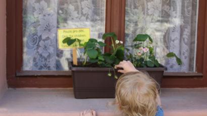 Bild: mvs
Der Klimawandel verlängert die Gartensaison, bei Erdbeeren beispielsweise ist eine zweite späte Ernte möglich. Diese Früchte auf einem Fensterbrett im tschechischen Loket sind für Kinder gedacht.