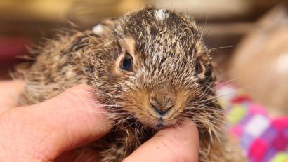 Symbolbild: Wolfgang Runge/dpa
Die 29-Jährige brachte ihren Hasen sofort zum Tierarzt, der ihn dann aufgrund der massiven Verletzungen einschläfern musste.